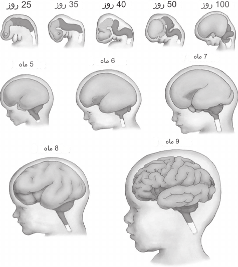 مغز جنین چه زمانی تشکیل میشود ؟