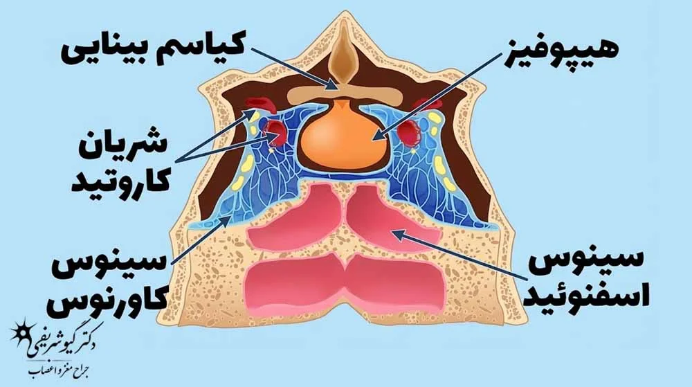 سینوس کاورنوس