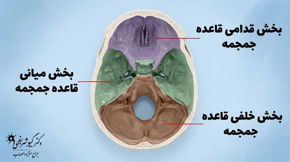 قاعده جمجمه
