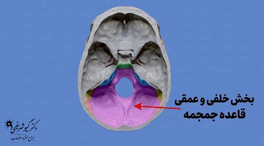 بخش خلفی و عمقی