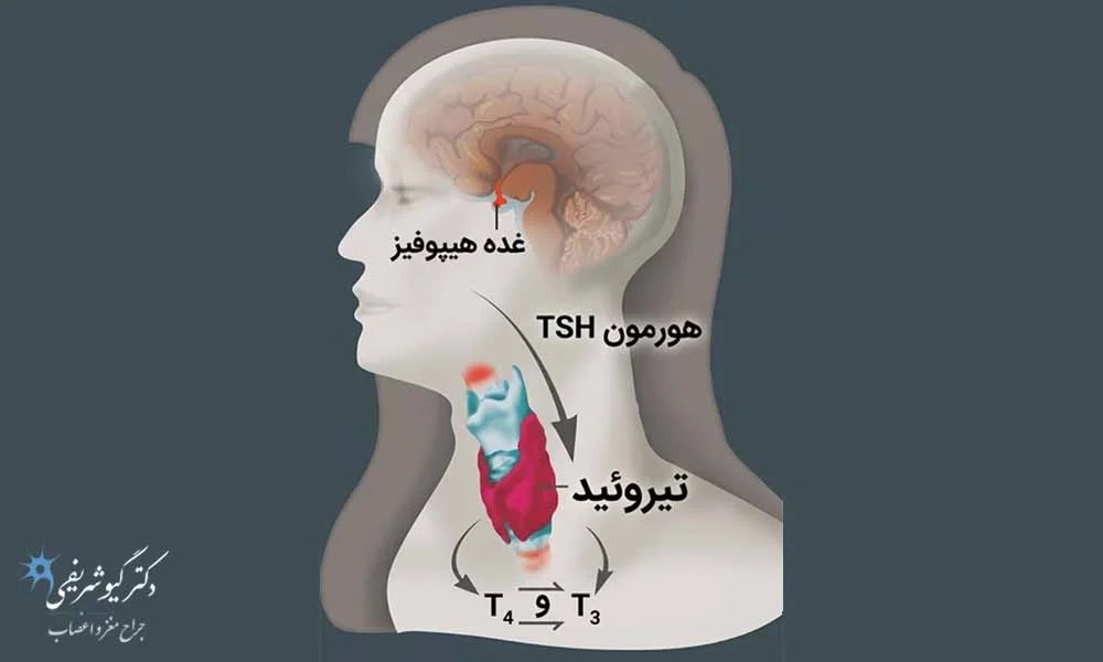 هورمون محرک تیروئید