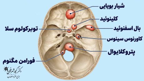 قاعده جمجمه