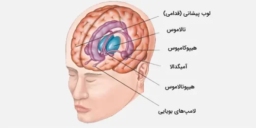 هیپوتالاموس
