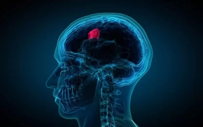 brain-tomur-1536x960