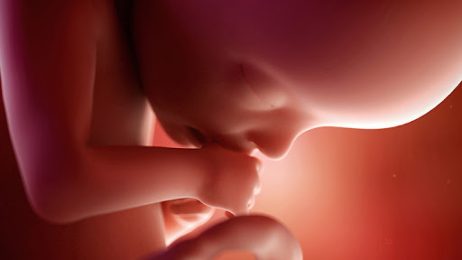 fetal brain