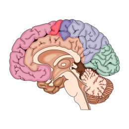 hand-drawn-brain-drawing-illustration_23-2151306503