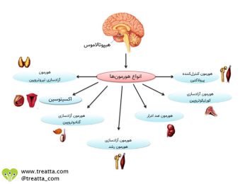 هیپوتالاموس